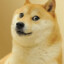 doge