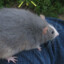 Rat #3