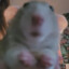 Chubs