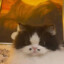 Скат