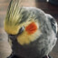 BirbMillet