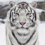 Tigar