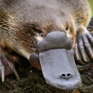 Pvt. Beaver