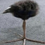 Pukeko