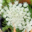 king of carrot flowers