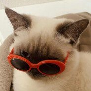 如果赢不了我为什么要