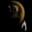 procespect avatar