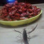 shrimp_dunkin9