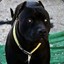 Black Dog