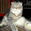 TARAS