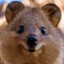 quokka