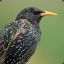 Starling