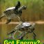 Energy Turtle