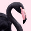 Flamingoose