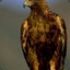 GoldenEagle