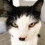 Political Kitty