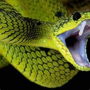 Tycoon-snake