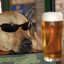 Beer Dog