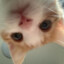 i hired this cat to stare at you