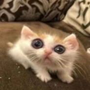 苏州护城河第一突破手