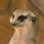 StonedMeerkat