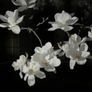 我是波比 波起就超比