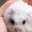 RAT