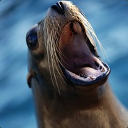 Sexy Sea Lion - steam id 76561198003156033