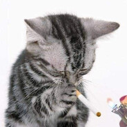 𝐧𝟏𝐧𝐞𝐡𝐳