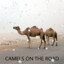 camels on the road