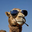 CAMELSCANGETSTUCKONTHEIROWNBACK