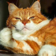 你有医保，你先上