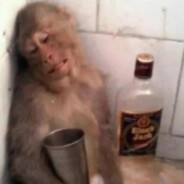 タツノオトシゴ