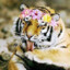 Round Tiger