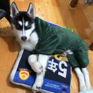 嫂子开门，我是我哥