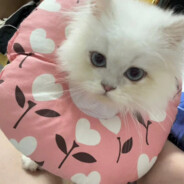 今天就吃一小碗