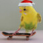 Parrot the Skater