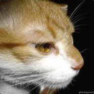 电脑（非常简单的）