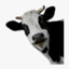 MoOo.