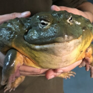 Big n Fat Goliath Frog