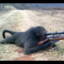 Sniper Monke