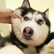 来自乌鲁木齐的羊