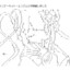 盐露露