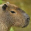 capibara