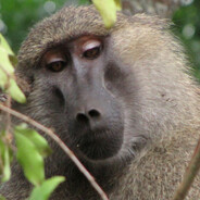 Stronk Baboon