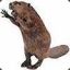 dRift Beaver