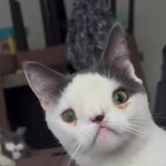 kyte