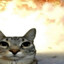 evil ass cat