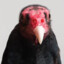 Turkey Vulture Zoom Call