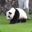 Kawaii Fat Panda